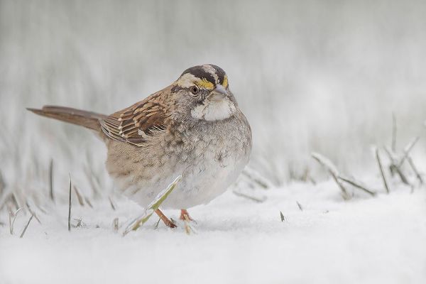 Jones, Adam 아티스트의 White-throated sparrow on the ground feeding in snow작품입니다.